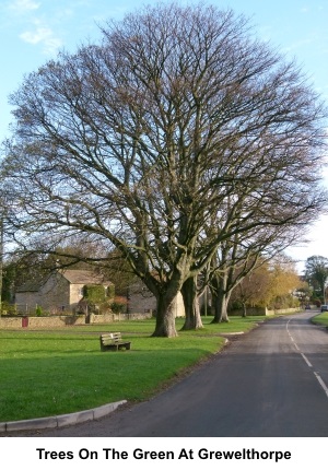 Trees on the green at Grewelthorpe