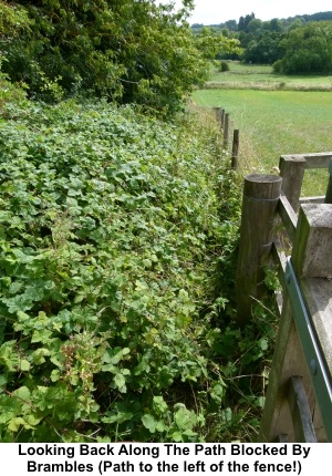 Footpath obscured by brambles