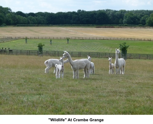 Alpacas at Crambe Grange