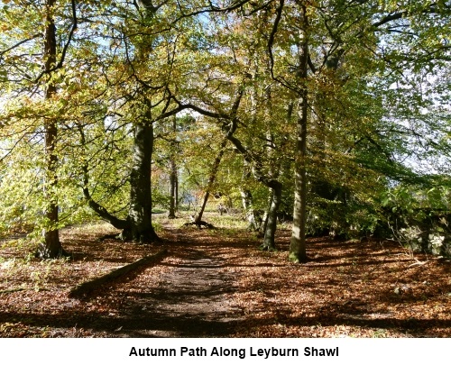 Autumn path on Leyburn Shawl