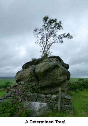 A determined tree growing out of a rock.