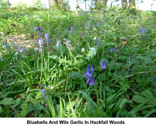Bluebells and wild garlic in Hackfgall Woods.