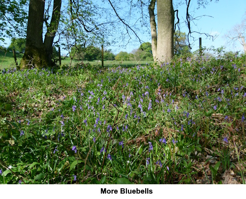 More bluebells in Hackfall Woods.