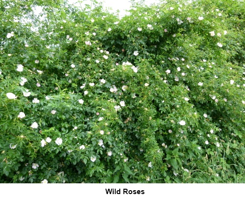 Wild roses