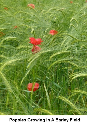 Popies growing in a barley field
