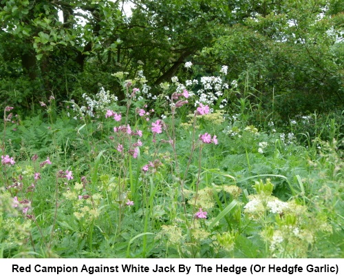 Red Campion in front of white Jack By The Hedge or Hedge Garlic