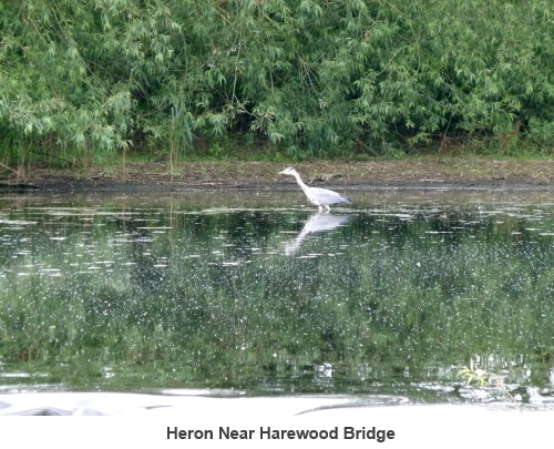 Heron at Harewood Bridge