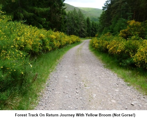 Forest track flanked by yellow broom.