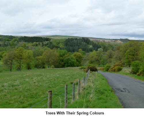 trees with their spring colours