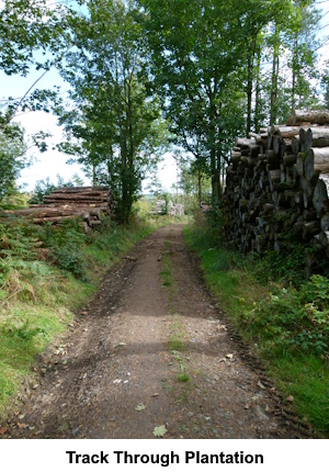 The track through the plantation section showing log piles.
