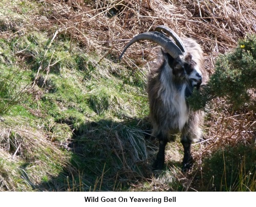 Wild goat on Yeavering Bell