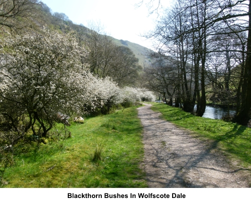Blackthorn bushes in Wolfscote Dale