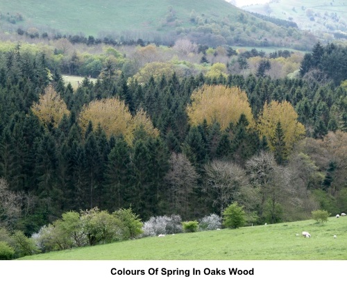 Colours of spring in Oaks Wood