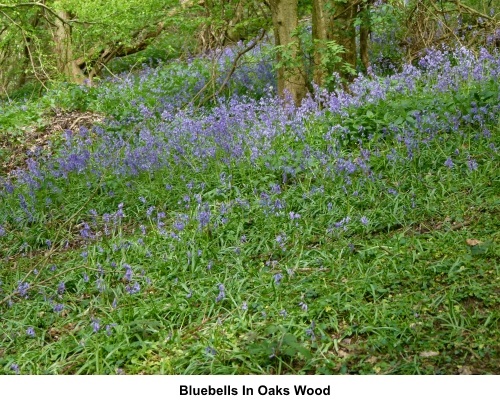 Bluebells in Oaks Wood