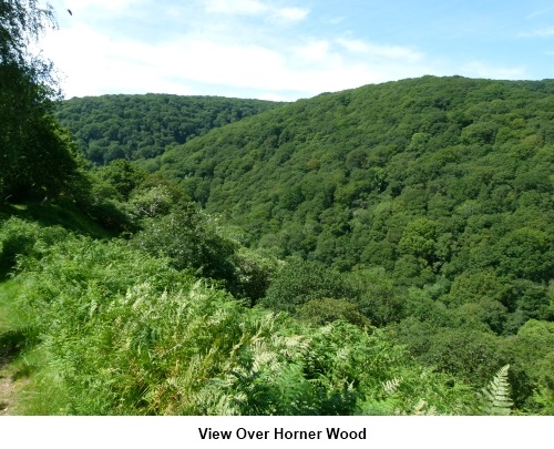View over Horner Woods