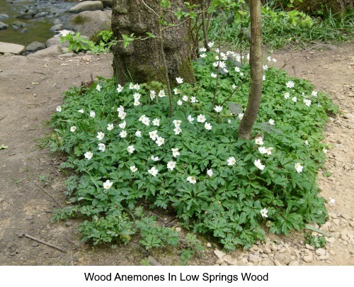 Wood anemones in Low Springs Wood.
