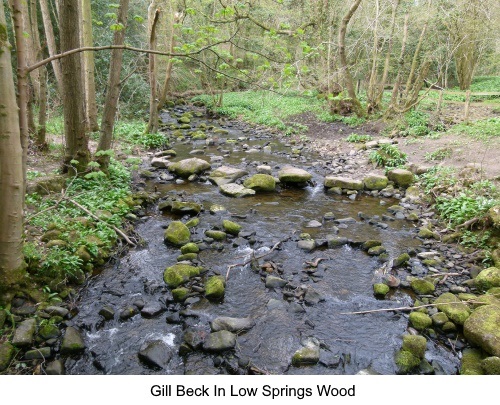 Gill Beck in Low Springs Wood.