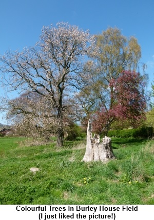 Colourful trees in Burley House Field