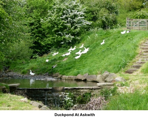 Duckpond at Askwith