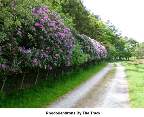 Rhododendrons by the track
