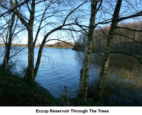 A view of Eccup Reservoir through the trees.