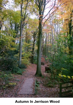 Autumn in Jerrison Wood.