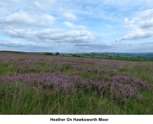 Heather on Hawksworth Moor