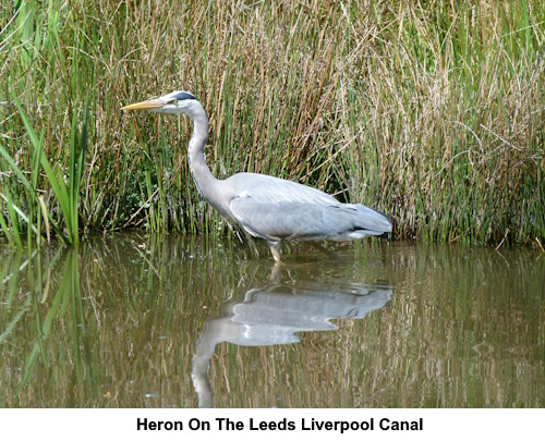 A heron in the canal.