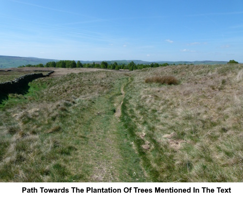 The path towards the plantation of trees mentioned in the text.
