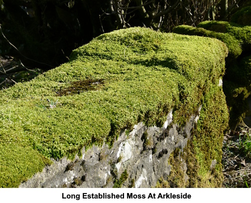 Moss on a wall at Arkleside.