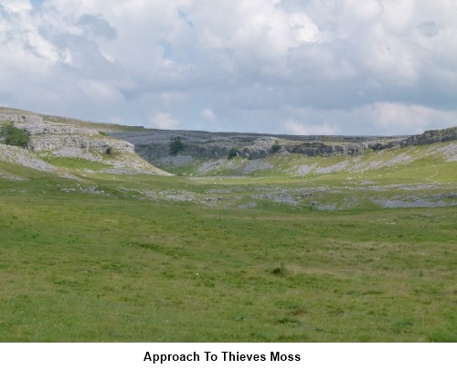 Thieves Moss