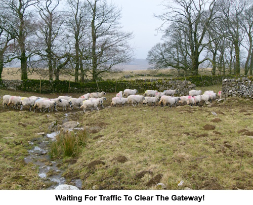 Sheep passing through a gateway.